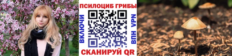 kraken сайт  Заволжье  Псилоцибиновые грибы Cubensis 